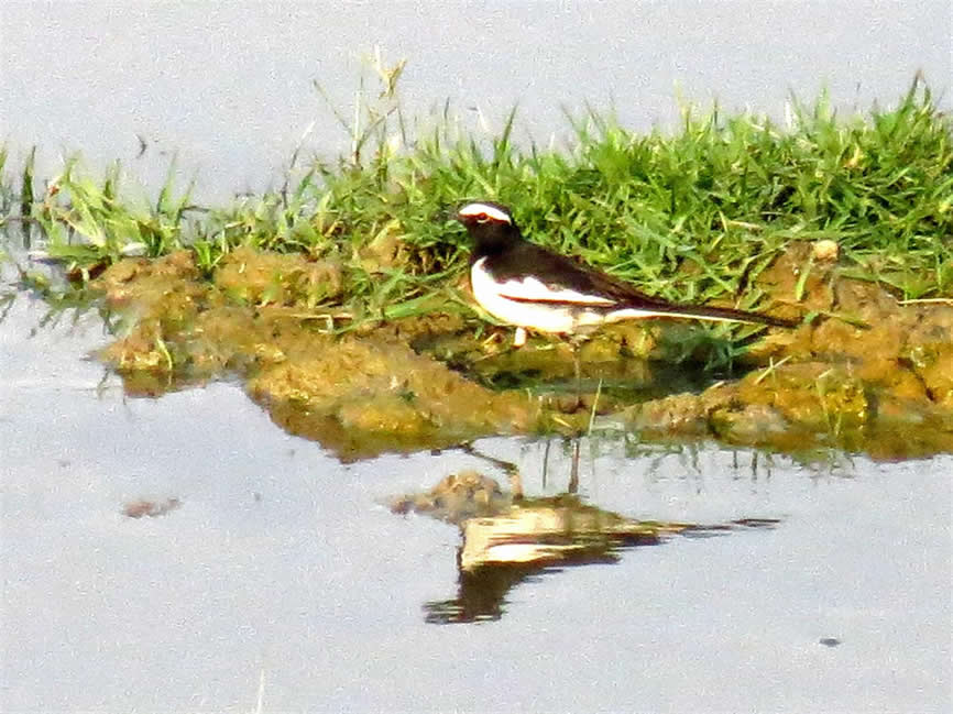 large pied wagtail